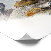 Peregrine Falcon John Gould Birds of Great Britain Poster (Hoek)