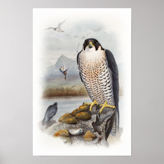 Peregrine Falcon John Gould Birds of Great Britain Poster (Voorkant)