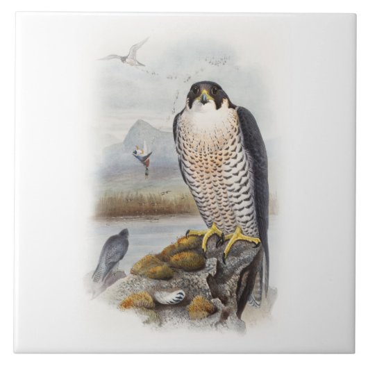 Peregrine Falcon John Gould Birds of Great Britain Tegeltje (Voorkant)