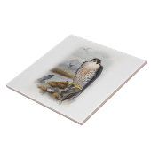 Peregrine Falcon John Gould Birds of Great Britain Tegeltje (Zijkant)