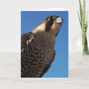 Peregrine Falcon Kaart