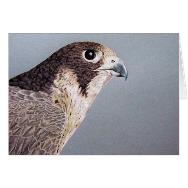 Peregrine Falcon Kaart (Voorkant Horizontaal)