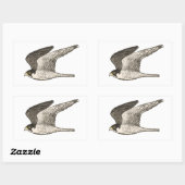 Peregrine Falcon-kleurige potloodtekening Rechthoekige Sticker (Vel)