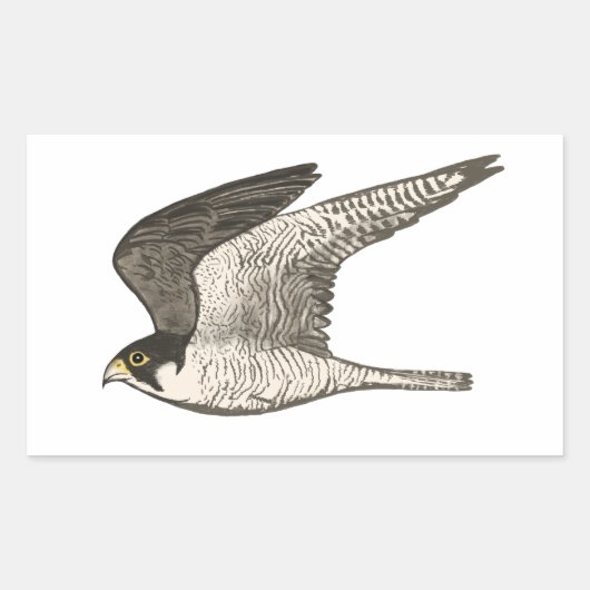 Peregrine Falcon-kleurige potloodtekening Rechthoekige Sticker (Voorkant)
