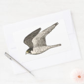 Peregrine Falcon-kleurige potloodtekening Rechthoekige Sticker (Envelop)