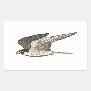 Peregrine Falcon-kleurige potloodtekening Rechthoekige Sticker
