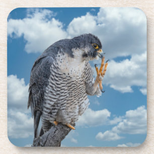 Peregrine Falcon langs de Hudson rivier Bier Onderzetter