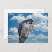 Peregrine Falcon langs de Hudson rivier Briefkaart (Voorkant / Achterkant)