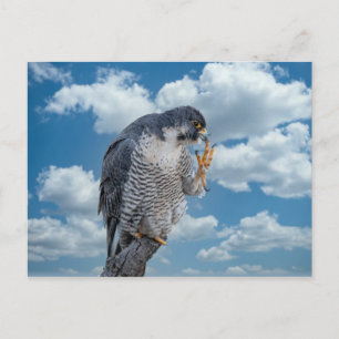 Peregrine Falcon langs de Hudson rivier Briefkaart