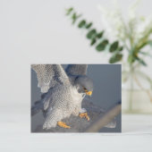 Peregrine Falcon langs de Hudson rivier Briefkaart (Staand voorkant)