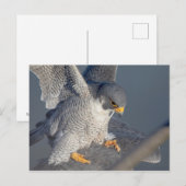 Peregrine Falcon langs de Hudson rivier Briefkaart (Voorkant / Achterkant)