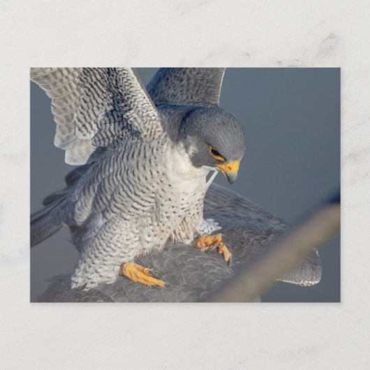 Peregrine Falcon langs de Hudson rivier Briefkaart (Voorkant)