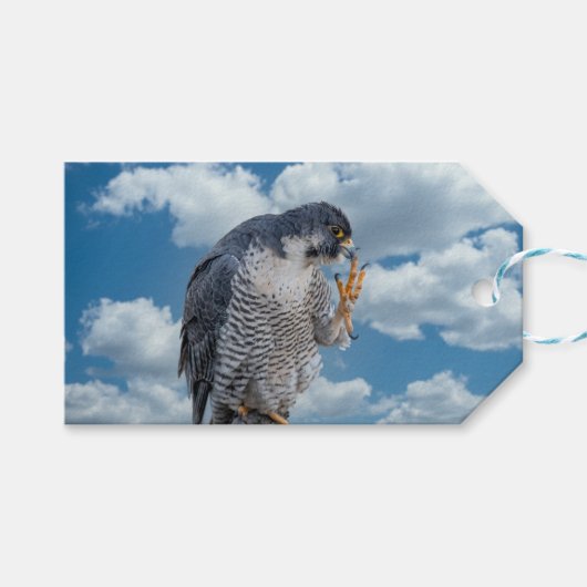 Peregrine Falcon langs de Hudson rivier Cadeaulabel (Voorkant (Horizontaal))