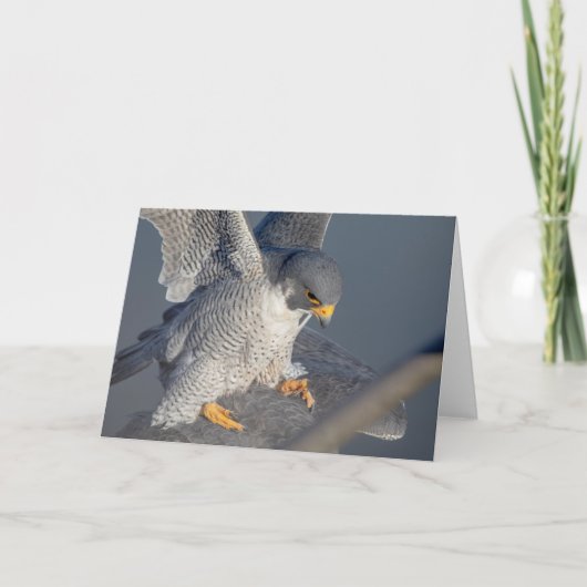 Peregrine Falcon langs de Hudson rivier Kaart (Voorkant)