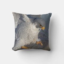 Peregrine Falcon langs de Hudson rivier