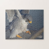 Peregrine Falcon langs de Hudson rivier Legpuzzel (Horizontaal)
