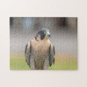 Peregrine Falcon langs de Hudson rivier Legpuzzel (Horizontaal)