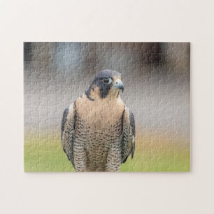Peregrine Falcon langs de Hudson rivier Legpuzzel