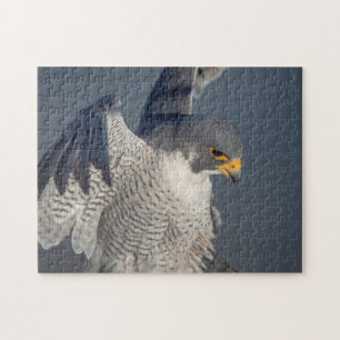 Peregrine Falcon langs de Hudson rivier Legpuzzel