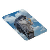 Peregrine Falcon langs de Hudson rivier Magneet (Rechterzijde)