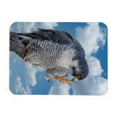 Peregrine Falcon langs de Hudson rivier Magneet (Horizontaal)