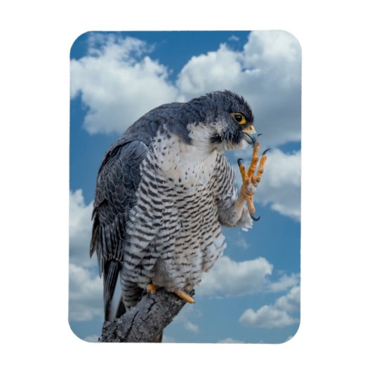 Peregrine Falcon langs de Hudson rivier Magneet (Verticaal)