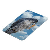 Peregrine Falcon langs de Hudson rivier Magneet (Linkerzijde)