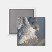 Peregrine Falcon langs de Hudson rivier Magneet (Voorkant / Achterkant)