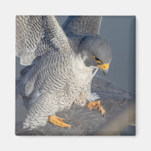 Peregrine Falcon langs de Hudson rivier