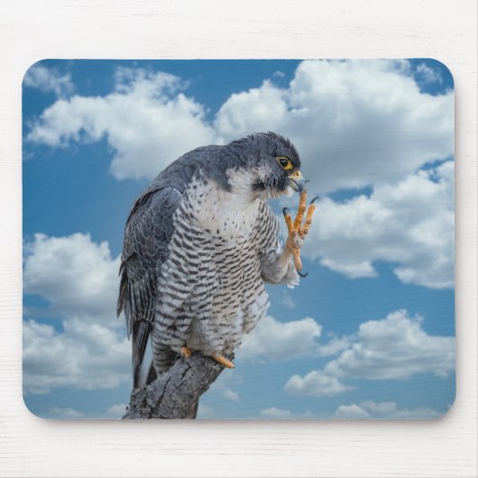 Peregrine Falcon langs de Hudson rivier Muismat (Voorkant)