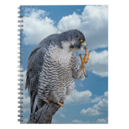 Peregrine Falcon langs de Hudson rivier Notitieboek