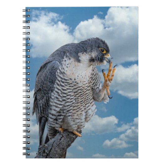Peregrine Falcon langs de Hudson rivier Notitieboek (Voorkant)