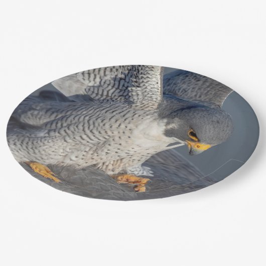 Peregrine Falcon langs de Hudson rivier Papieren Bordje (Gekanteld)