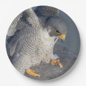 Peregrine Falcon langs de Hudson rivier Papieren Bordje (Voorkant)