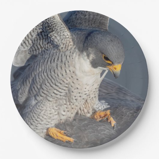 Peregrine Falcon langs de Hudson rivier Papieren Bordje (Voorkant)