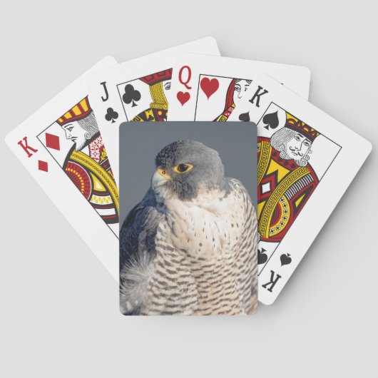 Peregrine Falcon langs de Hudson rivier Pokerkaarten (Achterkant)