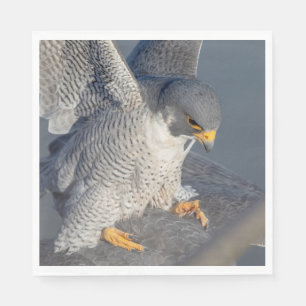 Peregrine Falcon langs de Hudson rivier Servet