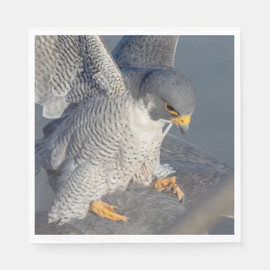Peregrine Falcon langs de Hudson rivier Servet (Voorkant)