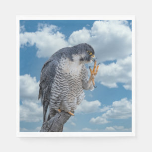 Peregrine Falcon langs de Hudson rivier Servet