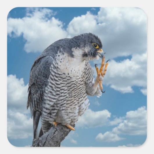 Peregrine Falcon langs de Hudson rivier Vierkante Sticker (Voorkant)