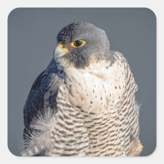 Peregrine Falcon langs de Hudson rivier Vierkante Sticker (Voorkant)