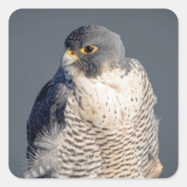 Peregrine Falcon langs de Hudson rivier Vierkante Sticker