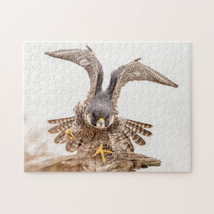 Peregrine Falcon Legpuzzel