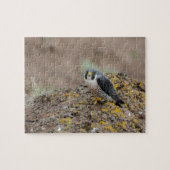Peregrine falcon legpuzzel (Horizontaal)