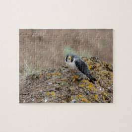 Peregrine falcon legpuzzel