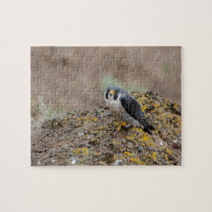 Peregrine falcon legpuzzel