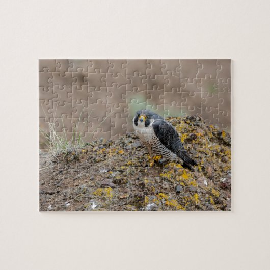 Peregrine falcon legpuzzel (Horizontaal)