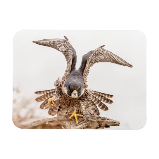 Peregrine Falcon Magneet (Horizontaal)