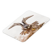 Peregrine Falcon Magneet (Linkerzijde)
