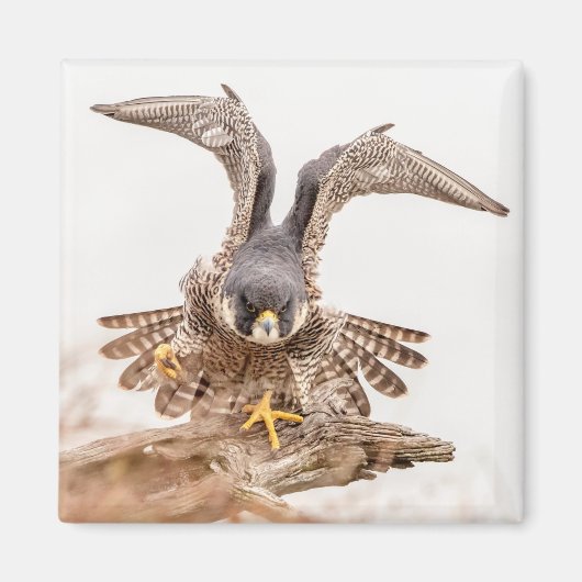 Peregrine Falcon Magneet (Voorkant)